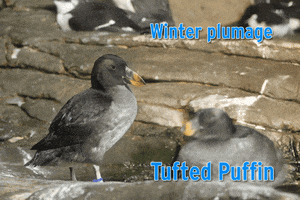 bird puffin GIF by Monterey Bay Aquarium