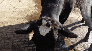 cow mooing GIF by Brimstone (The Grindhouse Radio, Hound Comics)