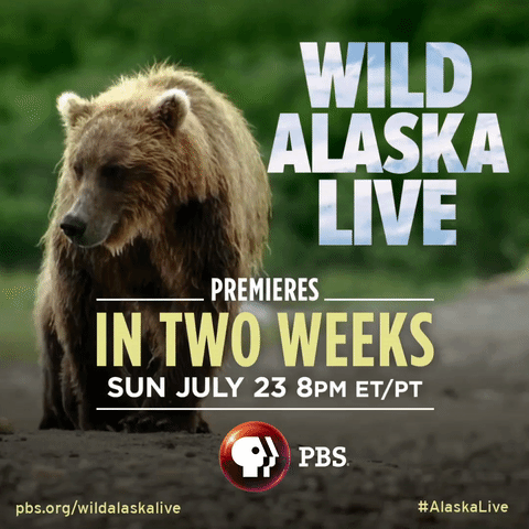 bear wildlife GIF by PBS