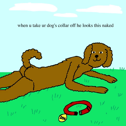 Dogs Collar GIF by BuzzFeed