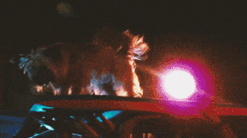 lifesatrip  GIF