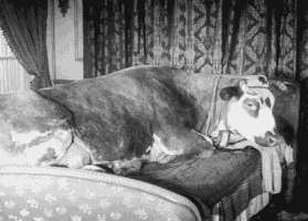 digital-culture  GIF