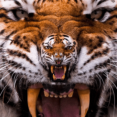 Warning Big Cat GIF by Feliks Tomasz Konczakowski - Find & Share on GIPHY