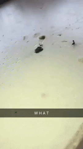coolgifs1992 funny ant ants this is sparta GIF