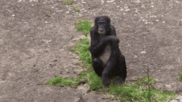 Bonobo GIFs - Find & Share on GIPHY