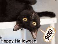 scary black cat gif