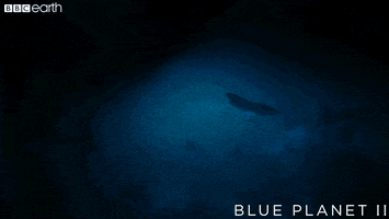 blue planet mexico GIF by BBC Earth