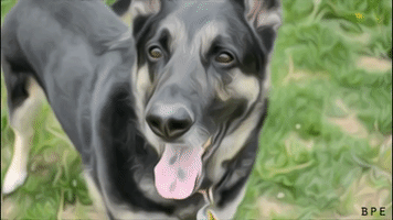 200.gif?cid=fc005b0823d99461b17b8729d9545e2558daae46a36c3d1e&rid=200.gif&ct=g