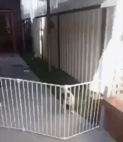 coolgifs1992 dog parkour funny dog obstacle GIF
