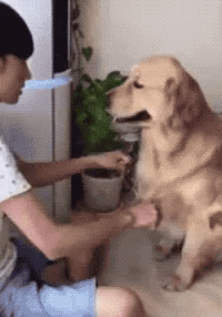 uberdam escolhas GIF