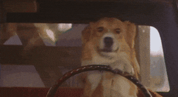 jugular dog oops doggo escape GIF