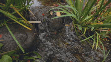 Wesley-Chang-Cinemagraphs loop nature fall autumn GIF