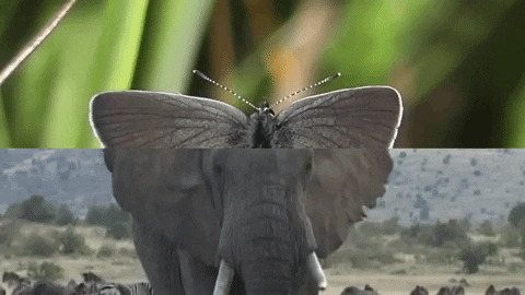 These Combined GIFs Will Blow Your Mind by Reaction GIFs | GIPHY