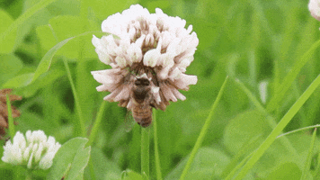 Cheshire Wildlife Trust GIF