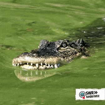 crocodile meme gif