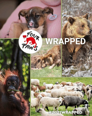 Animal Rescue Wildlife GIF by FOUR PAWS Australia