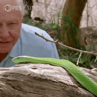 Pbs Nature Snake GIF by Nature on PBS