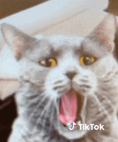 Omg Cats GIFs - Find & Share on GIPHY