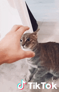 Chat Jouer Gif By Tiktok France Find Share On Giphy Chat Jouer Gif By Tiktok France Find Share On Giphy