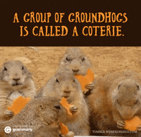 celestemora cute animals words fun with words GIF
