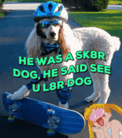 cool dogs GIF