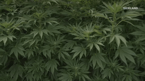 weed cannabis GIF by WEEDIQUETTE