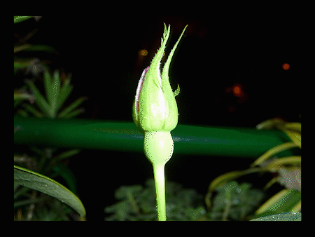 Timelapse Good Night GIF by Jean Scuderi , Find \u0026 Share on GIPHY