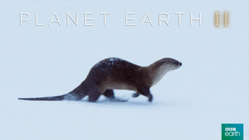 Planet Earth 2 Snow GIF by BBC Earth