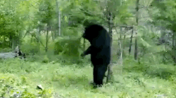Navalica  GIF