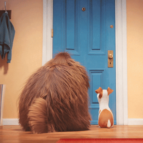 The Secret Life Of Pets happy dog countdown waiting GIF