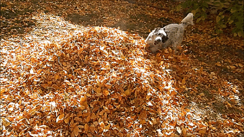 dog autumn GIF