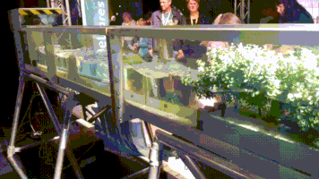 tonyrush mangrove GIF