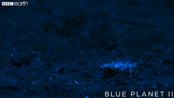 blue planet oops GIF by BBC Earth