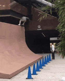 Skate GIF