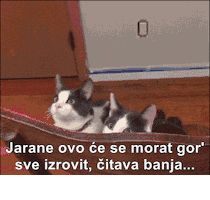salaukovina  GIF