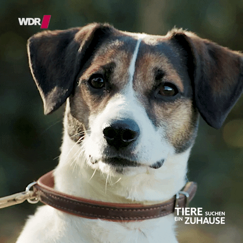 hund tsez GIF by WDR