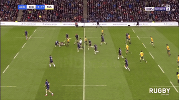 Wallabies GIF