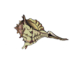 alsurderomero molusco caracola pepi caÃƒÂ±a pepi caÃ±a GIF