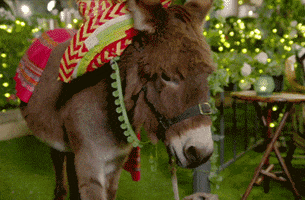 donkey love GIF by The Bachelorette Australia