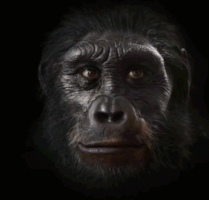 ozvegyvarsanyine  GIF