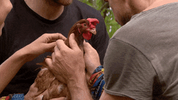 Chicken Rooster GIF by Australian Survivor