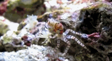 simonekikuchilemes pom pom GIF