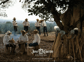 virynaye27 travel tequila GIF