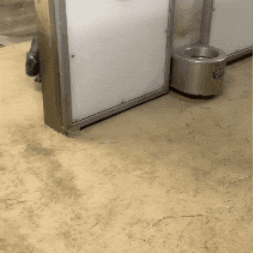 Pygmy Hippo Baby GIF by John Ball Zoo