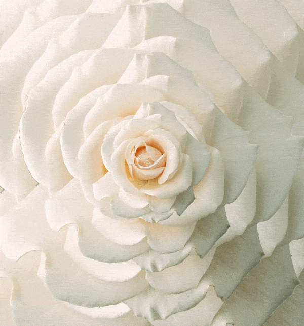 Qué tipo de rosas regalar según tus sentimientos? Qué tipo de rosas regalar según tus sentimientos?
