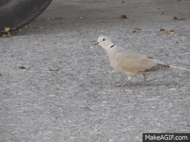 kokybarra  GIF