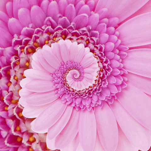 beauty flowering GIF by Feliks Tomasz Konczakowski