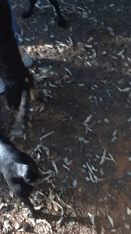 gleissoncipriano  GIF