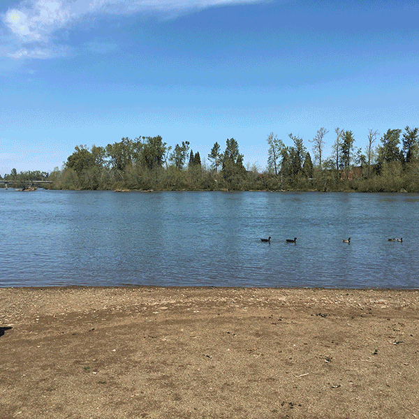 cowbucker usa cowbucker GIF