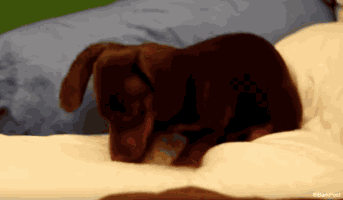 windozero dog GIF